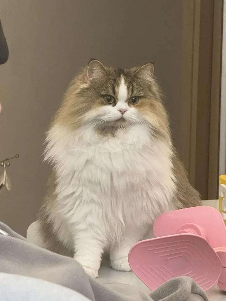 Whisk AI (whisk-ai.co) prompt example: Pet Brand Collaboration Poster